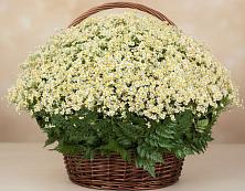 Цветочная композиция из Ромашки в корзине #REPLACE_PRED# Луначарском
