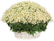 Цветочная композиция из Ромашки в корзине #REPLACE_PRED# Луначарском